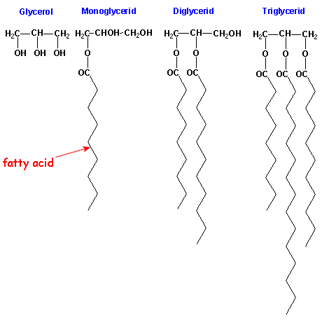 glycerides